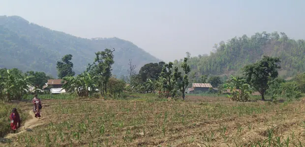 Maize crops in Kirtipur Village, Nawalparasi District, Nepal (Photo: Kate Wilson/IIED)