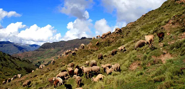 Local sheep varieties in the Potato Park, Peru, where an agreement was recently forged to share indigenous crop varieties and knowledge about how to grow them in different climates and landscapes (Photo: IIED)