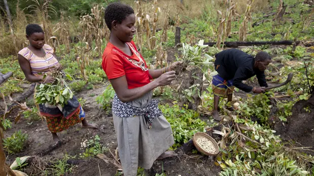 This family in the Mecati Forest, Mozambique, cut down trees and cleared the land on this hillside to grow a crop of cowpeas. They will use this land for two more years, use the cut timber for firewood, and them move on (Photo: Mike Goldwater)