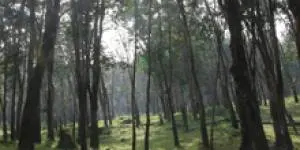 Forests image
