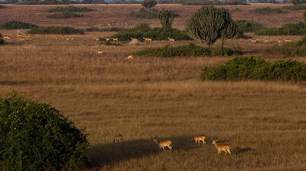 The Kob population in Uganda is being depleted by poaching, pictured in Queen Elizabeth National Park (Photo: Roger Day Photography)