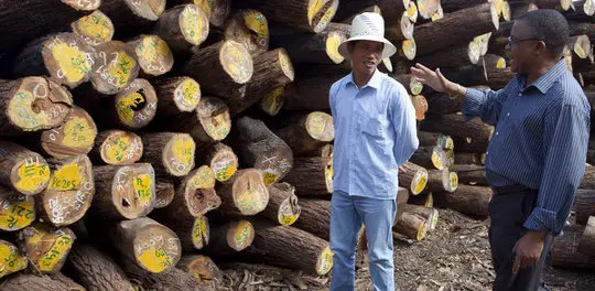 The timber depot of Green Timber, a Chinese-owned timber concession that are licensed to operate in Nampula and Zambezia provinces, Mozambique (Photo: Mike Goldwater)