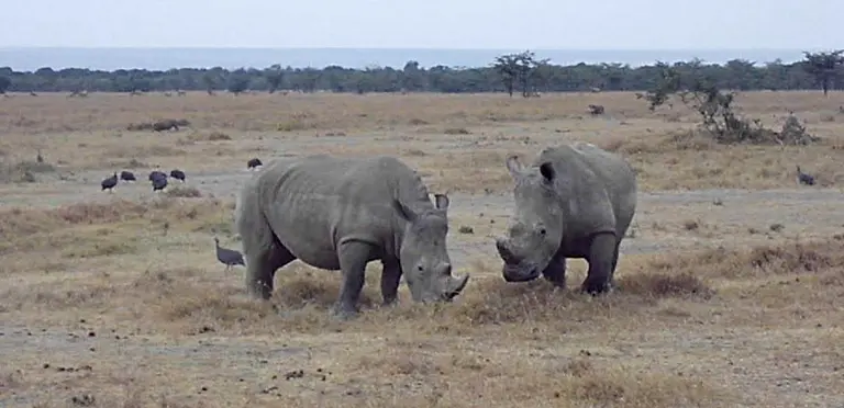Ol Pejeta Conservancy in northern Kenya is home to four of the seven northern white rhino left in the world. The park is using SAPA as part of its community programme (Photo: Guy Lemal)