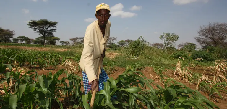 In Kenya's Isiolo County, repeated droughts are forcing pastoralists out of herding and into farming. The county has used TAMD to assess climate risk management schemes (Photo: Martin Karimi/ECHO)
