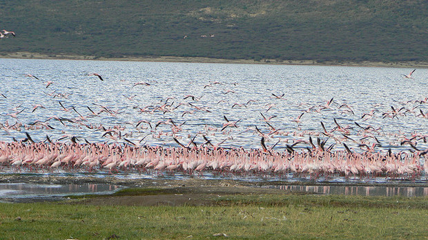 Flamingos around Lake Bogoria, the ancestral land of the Endorois people, Kenya (Photo: Minority Rights Group International)Lake Bogoria, the ancestral land of the Endorois people, Kenya (Photo: Emma Eastwood/MRG)
