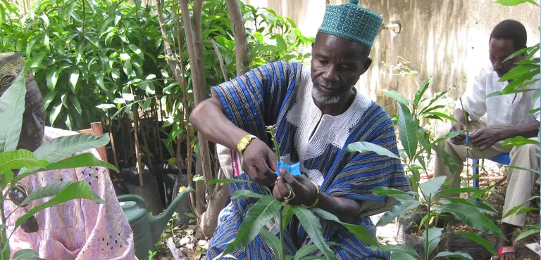 Northern Ghana: a village chief learns forestry skills. Rural communities need investment to build up forest and farm enterprises and link them to markets and support networks (Photo: Treeaid, via Creative Commons)