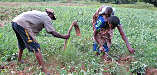 Farmers tend crops in a field