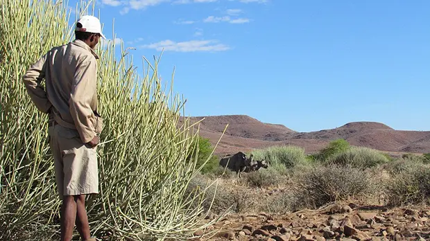 A Conservancy Rhino Ranger in Namibia stands proudly before a cow and calf that he has tracked during a patrol. Rhino sightings have increased over the past 12 months thanks to an expanded Rhino Ranger force and support organisations (Photo: Minnesota Zoo and Save the Rhino Trust)