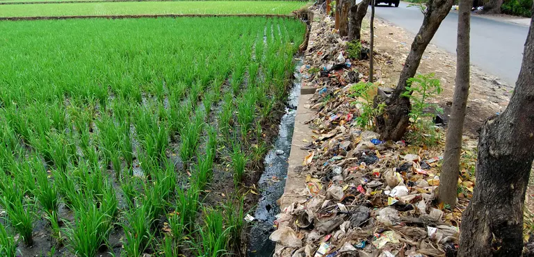 The rice fields on outskirts of the city of Bandung, Java, Indonesia: urban areas often have damaging impacts on the areas around them (Photo: Ikhlasul Amal, Creative Commons via Flickr)