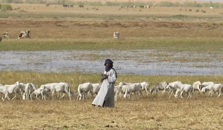 Sheep grazing dry season pastures in Mopti, Mali (Photo: Near East Foundation)
