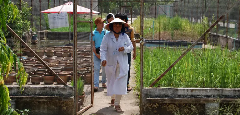 Vietnam's Cuu Long Delta Rice Research Institute is working on developing rice strains that are more tolerant to heat, increased salinity and longer periods under water (Photos: V. Meadu/CCAFS)
