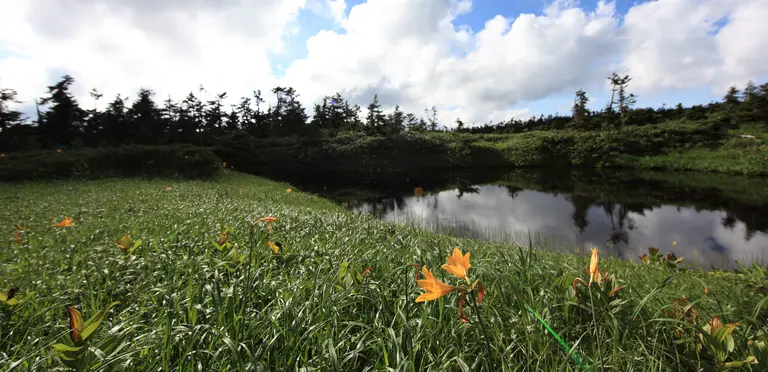 Wetlands are one of the most under-valued ecosystems. Japan's wetlands provide a habitat for many species of fauna and flora (Photo: Tanaka Juuyoh, Creative Commons via Flickr)