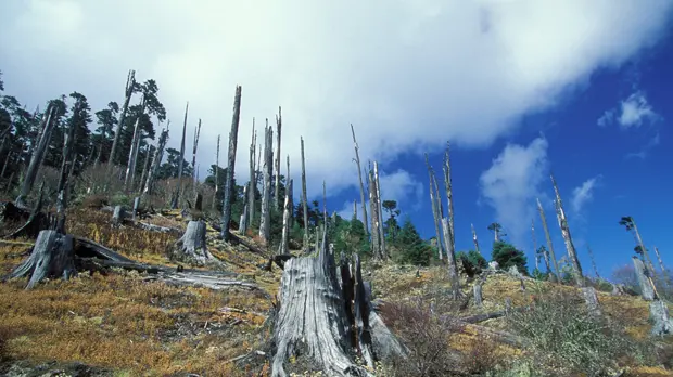 Deforestation in Bhutan: forests are a prime example of how an integrated approach to policymaking can prevent benefits in one area undermining wellbeing elsewhere (Photo: Curt Carnemark/World Bank, Creative Commons via Flickr)
