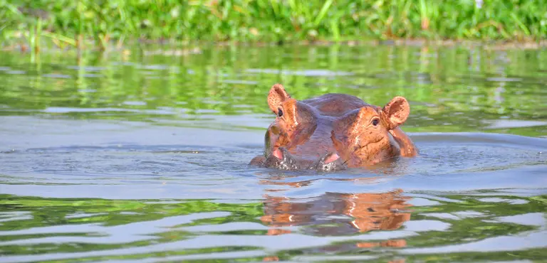 Hippos are poached at Queen Elizabeth National Park for food, to generate income, and for cultural purposes such as to improve fertility (Photo: Tiziana Zoccheddu)