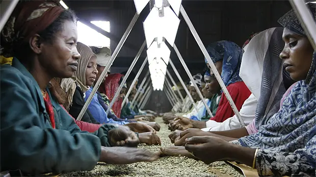 Ethiopian women sort coffee beans at a long table. IIED's Critical Theme will explore gender equality issues (Photo: Wikipedia Commons)