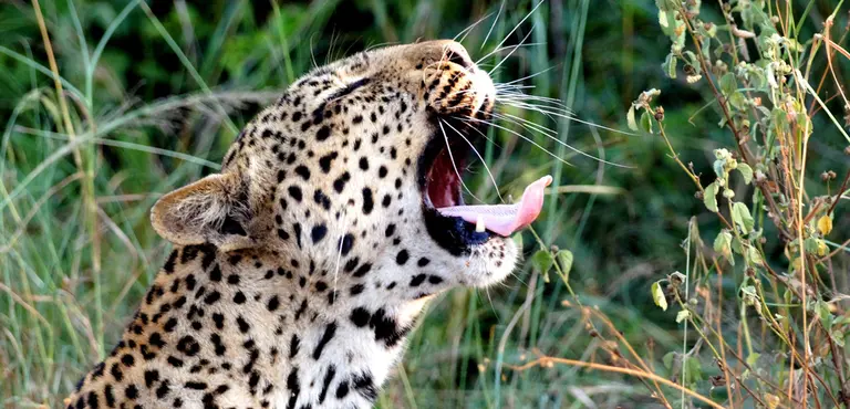 A leopard in Uganda's Queen Elizabeth National Park. Uganda is one of the most biodiverse countries in the world, and wildlife tourism is an important source of income (Photo: David Cook, Creative Commons via Flickr)