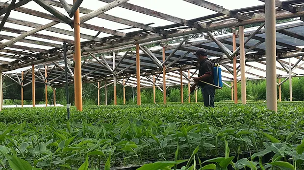 A tree nursery run by Fedecovera, is the world's biggest exporter of cardamom and a cooperative with 25,000 members (Photo: Duncan Macqueen/IIED)