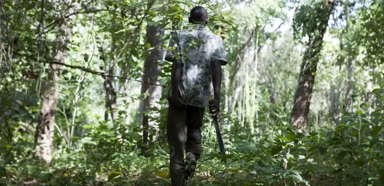 Aurelio Fuastino lives near a primary forest in Mozambique. He sees the forest as an important source of many products including medicinal plants. He and other villages have no control over loggers who have been given licenses in the forest (Photo: Mike Goldwater/IIED)