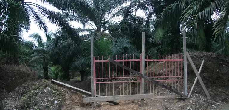 A gate blocks access to the customary lands of the Long Teran Kanan people in Sarawack. Malaysia has seen a huge expansion of oil palm plantations backed by international investors. The customary rights of local people are often ignored (Photo: Wakx, Creative Commons via Flickr)