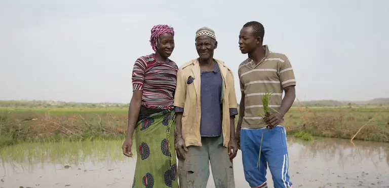 Family farmers growing rice on their plot of land in the irrigated perimeter of Sélingué dam in Mali (Photo: Mike Goldwater/GWI West Africa)