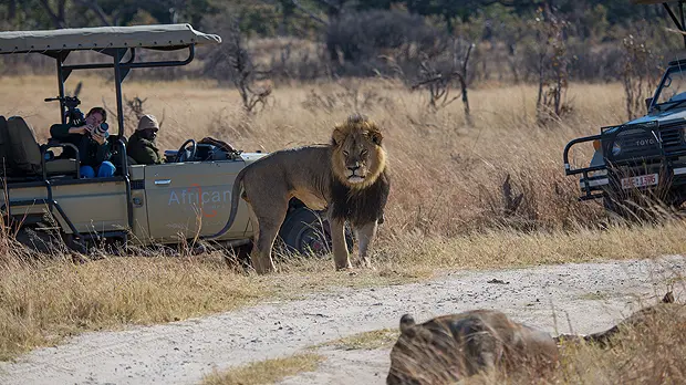 Cecil the lion, who was controversially hunted and killed last week, is pictured in 2014. But a ban on trophy hunting may not save lions and have unintended consequences (Photo: Vince O'Sullivan, Creative Commons, via Flickr)