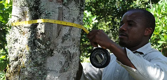 A forest ranger takes measurements of a tree at Megeni Kitasha in the Rombo District in Moshi, Tanzania (Photo: FAO/Simon Maina)