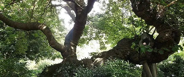 Trees at Oxford Botanical Gardens. The question is not how to engage young people in forestry issues, but how to harness that engagement (Photo: Geraldine Warren/IIED)