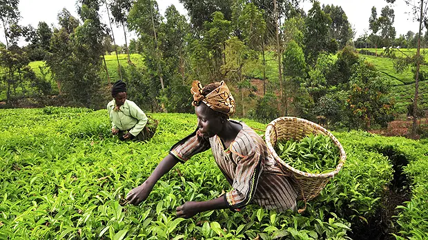 Tea pickers in Kenya's Mount Kenya region; smallholder folders in Least Developed Countries would be adversely affected by climate change (Photo: Neil Palmer/CIAT, Creative Commons, via Flickr)
