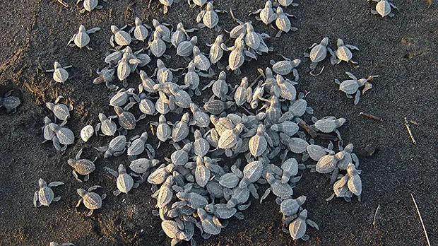 Turtle hatchlings, targeted by the illegal wildlife trade, are pictured on a beach (Photo: Wildlife Rescue and Conservation Association)