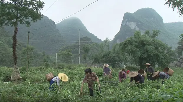 Farmers in Guangxi and Yunnan provinces in Southwestern China have responded to climatic adversity by innovating to increase productivity using less water (Image: IIED)