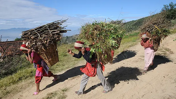 Nepalese women carry wood harvested sustainably from a forest. Forests cover nearly half of Nepal (Photo: Bikas Rauniar/Department for International Development, Creative Commons, via Flickr)