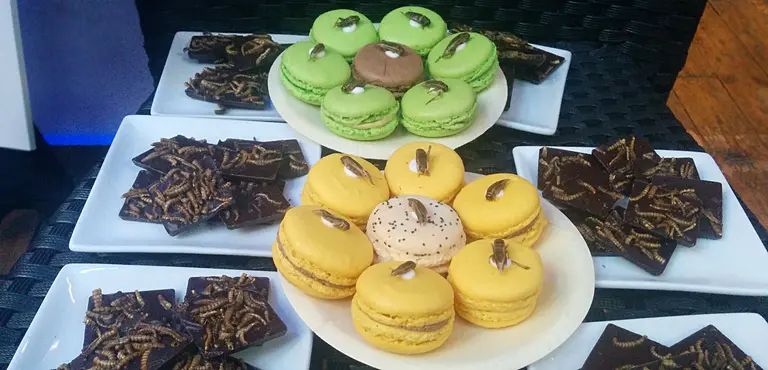 Macaroons topped with crickets and mealworm chocolates prepared for participants at the food session (Photo: Matt Wright/IIED)