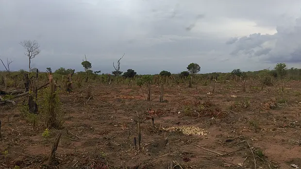 Slash and burn, pictured in the Mopeia district, Zambezia province, Mozambique, has a noble motive – feeding families - but it is not sustainable (Photo: Isilda Nhantumbo/IIED)