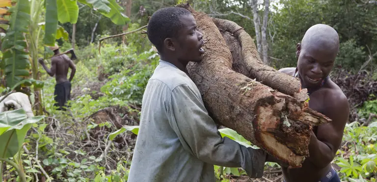 Mecati Forest, Mozambique: a group of charcoal producers clear trees and prepare to make charcoal. Each year more than eight million bags of charcoal are produced by Mozambique's informal sector (Photo: Mike Goldwater/IIED)