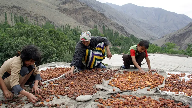 Sorting apricots in Tajikistan. The diverse and extreme climatic conditions of Central Asia helped farmers develop fruit varieties adaptable to drought and other environmental stresses (Photo: UNDP, Creative Commons via Flickr) 