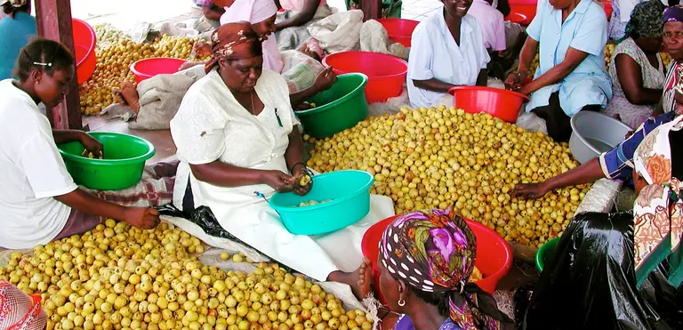 Women opening the fruit of the marula tree to extract the kernel for making marula oil (Photo: CIFOR, Creative Commons via Flickr)