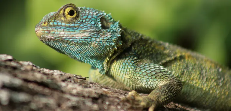Agama Lizard, Uganda. Seven of Africa's biogeographic regions converge in Uganda, making it a country with a high level of biodiversity (Photo: Michael Sale, Creative Commons, via Flickr)