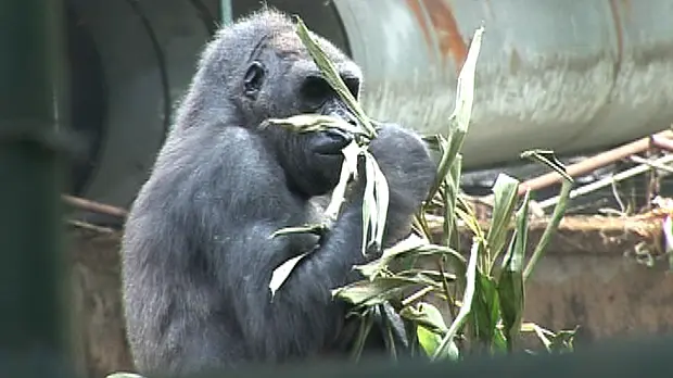 A stray ape rescued by Limbe Wildlife Centre in South West Cameroon (Photo: Stanley Dinsi)