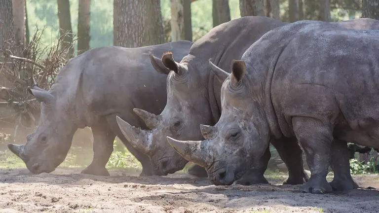 Rhinos in the Serengeti National Park. The International Union for Conservation of Nature estimates that poachers killed at least 1,338 rhinos across Africa in 2015 (Photo: Nicholas Maxim, Creative Commons via Flickr)