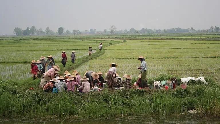 Coming in for lunch in the rice fields near Inle Lake, Myanmar. Online databases can provide verified data on land conflicts and help resolve disputes and improve governance (Eric Brochu, Creative Commons via Flickr)