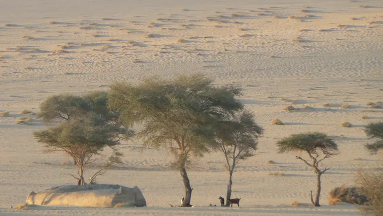 A pastoralist dwelling in Niger. Rural communities have learned to exploit the variability of dryland environments (Photo: IIED)