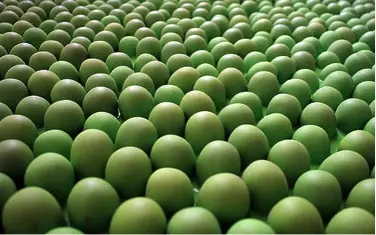 The fruit market is dominated by a small number of varieties that can withstand long distance shipping and meet supermarket demands for uniformity (Photo: Dirk Loop, Creative Commons via Flickr)
