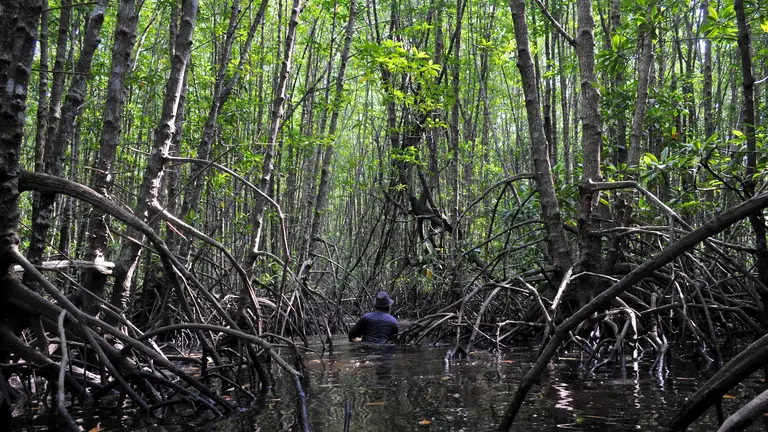 A scientist studies mangroves in West Kalimantan, Indonesia. Mangrove ecosystems support fisheries, prevent coastal erosion and store large amounts of carbon (Photo: Kate Evans/CIFOR)