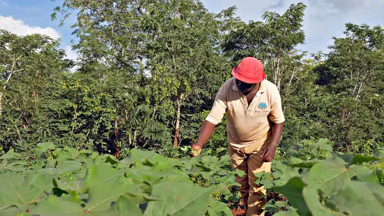 Cotton Association of Zambia (CAZ) Board Vice President, Michael Banda, checks on cotton plants