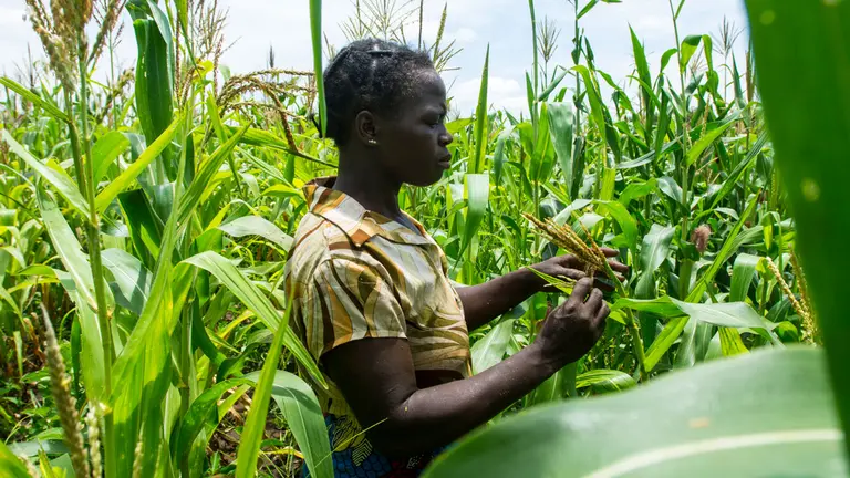 Joyce searches for fall armyworms in her maize plantation. 