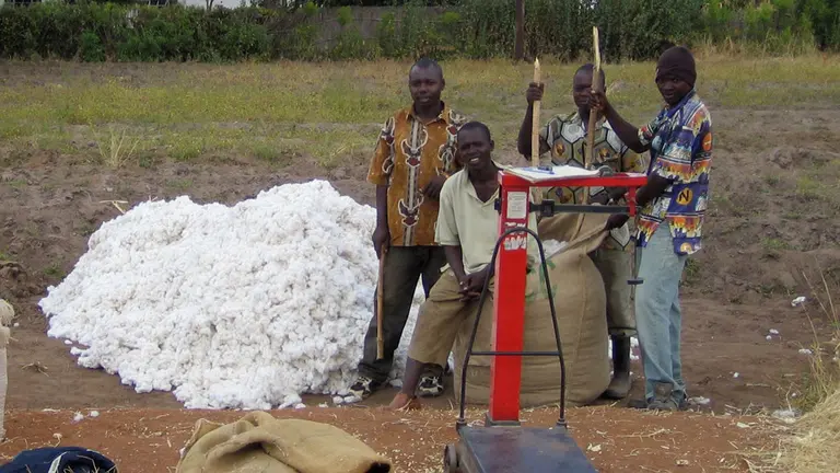 Cotton vendors in Katete, Zambia, with picked cotton ready to be weighed and packed