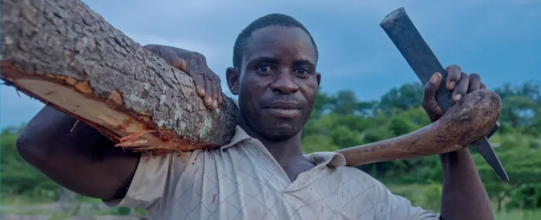 A logger poses with a small mukula tree cut from deep in the forest.