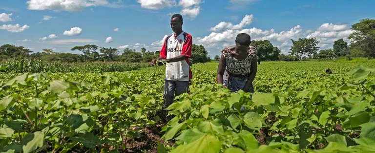 Farmers checking cotton plants in Eastern Zambia