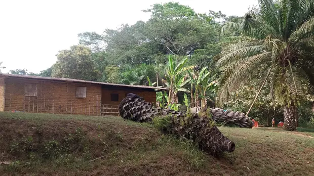 A farmers’ house in Bandevouri, South Region, Cameroon. Bandevouri is one of several locations where the Centre for Environment and Development seconded a law graduate to assist rural people in legal matters (Photo: Thierry Berger)