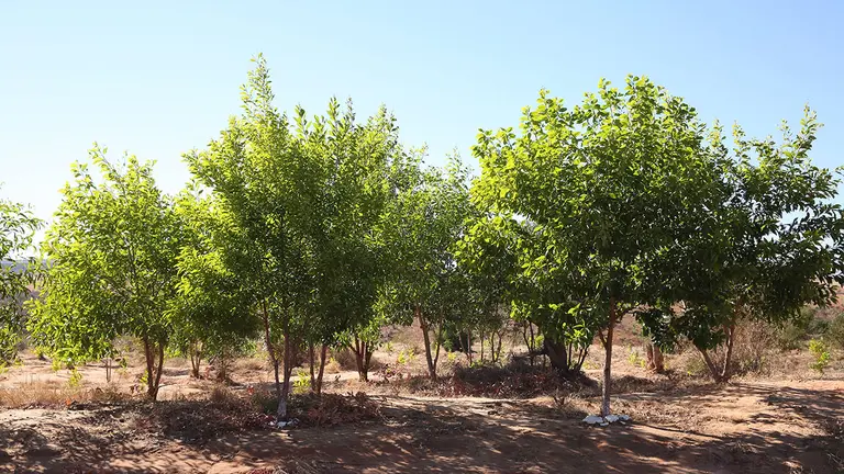 Rosewood, moringa and eucalyptus trees now grow on land that was once barren and pockmarked with holes